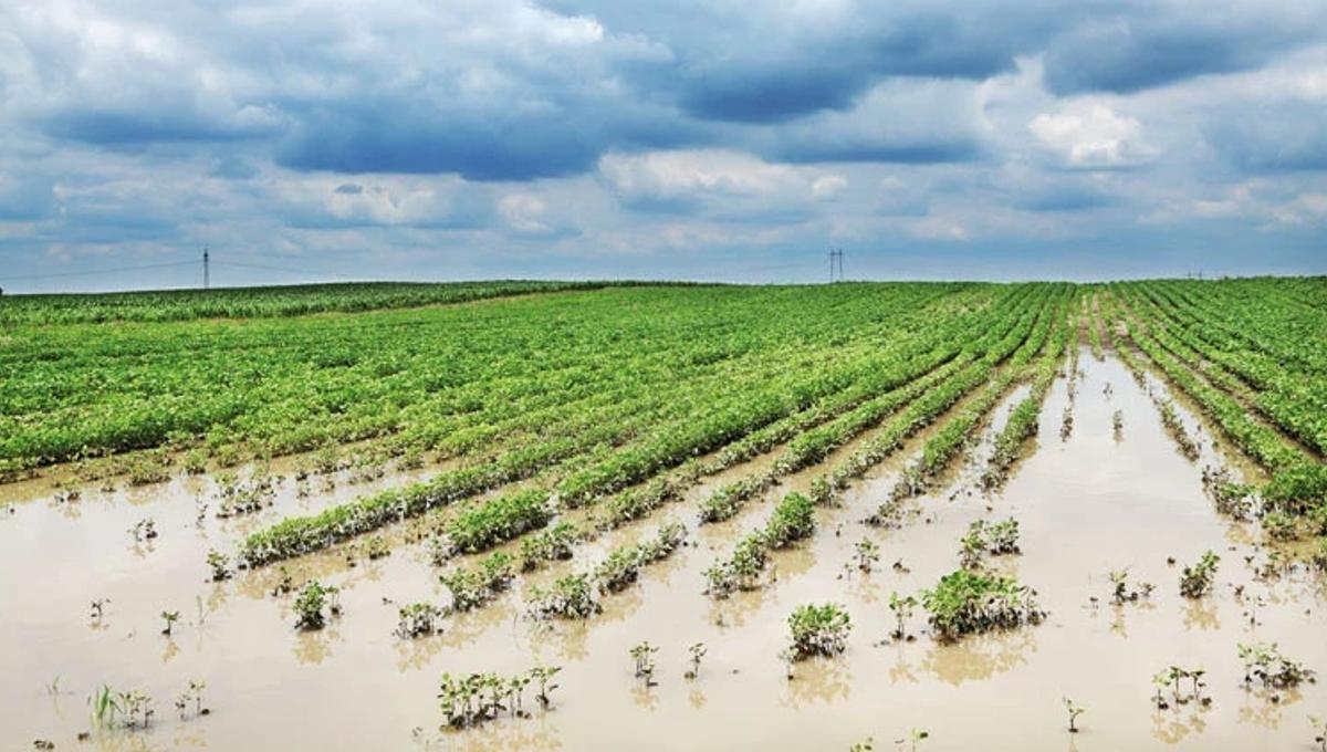 Climate-driven farm losses push agricultural insurance payouts higher in Türkiye
