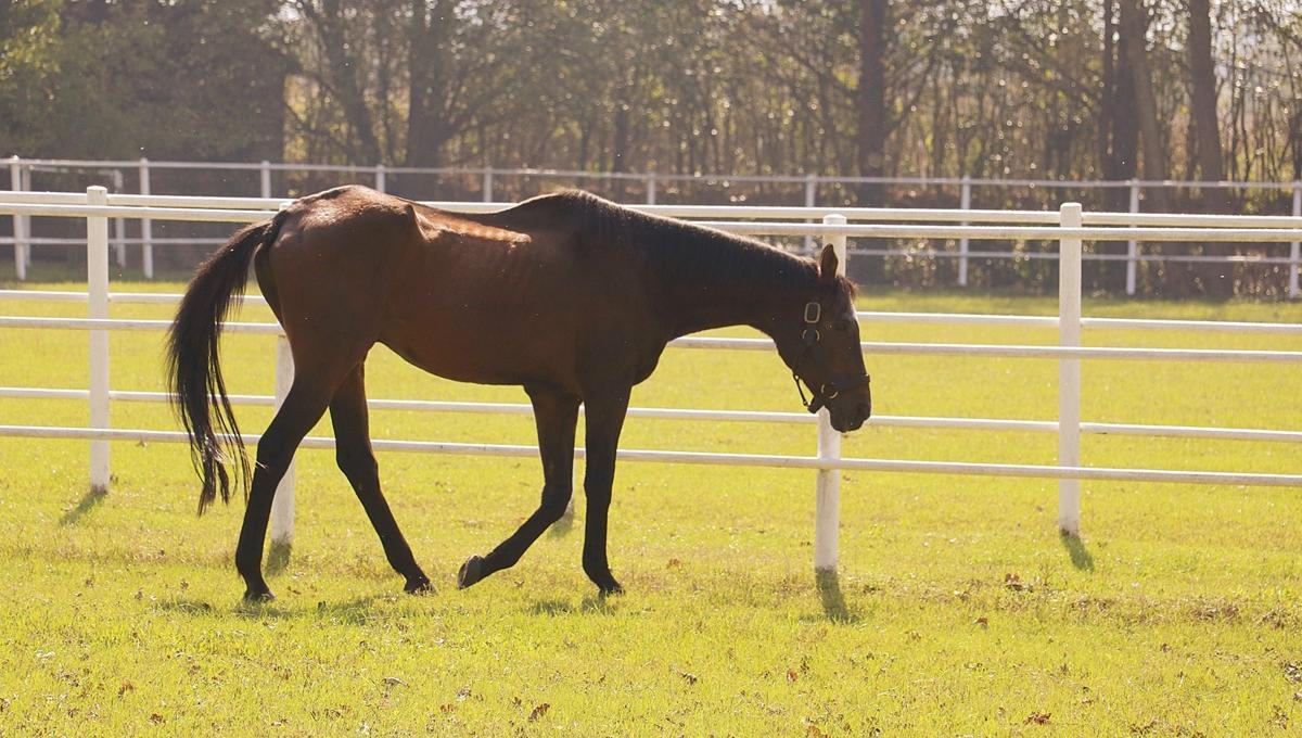 Legendary stallion Victory Gallop enjoys retirement in northwestern Türkiye