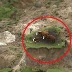 Yeni Zelandada 7.8lik deprem ve tsunami...