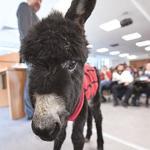 Colt becomes latest classmate in animal rights course in Istanbul law faculty
