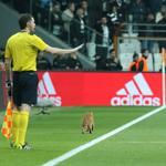 Cat wanders onto pitch during Champions League match between Besiktaş and Bayern Munich in Istanbul