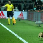 Cat wanders onto pitch during Champions League match between Besiktaş and Bayern Munich in Istanbul