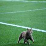 Cat wanders onto pitch during Champions League match between Besiktaş and Bayern Munich in Istanbul
