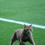 Cat wanders onto pitch during Champions League match between Besiktaş and Bayern Munich in Istanbul