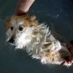 Injured, paralyzed stray animals find health in Istanbuls animal spa