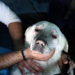 Injured, paralyzed stray animals find health in Istanbuls animal spa