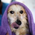 Injured, paralyzed stray animals find health in Istanbuls animal spa