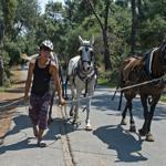 Electric cars to replace horses on Istanbul’s Princes’ Islands