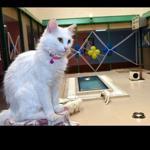 Turkey opens swimming pool designed for Van cats