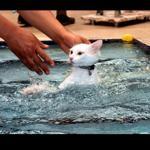 Turkey opens swimming pool designed for Van cats