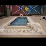 Turkey opens swimming pool designed for Van cats