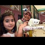 Turkey opens swimming pool designed for Van cats