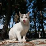 Turkeys Ephesus is home to cats, too