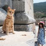 Turkeys Ephesus is home to cats, too