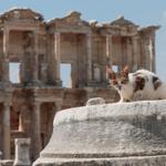 Turkeys Ephesus is home to cats, too