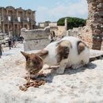 Turkeys Ephesus is home to cats, too