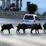 Wild boars roam in Turkey’s world-renowned resort town as summer ends