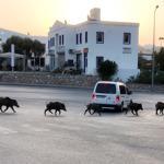 Wild boars roam in Turkey’s world-renowned resort town as summer ends