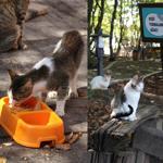 Cats fed with Mozart’s ‘Turkish March’ playing in background in Turkey’s north