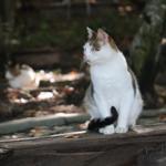 Cats fed with Mozart’s ‘Turkish March’ playing in background in Turkey’s north