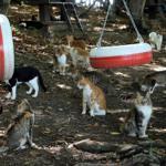 Cats fed with Mozart’s ‘Turkish March’ playing in background in Turkey’s north