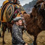 Camel wrestling festival in Turkeys Selçuk