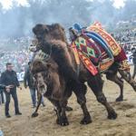 Camel wrestling festival in Turkeys Selçuk