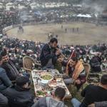 Camel wrestling festival in Turkeys Selçuk