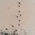 Severe weather continues to pound Turkey’s south as tornado death toll rises to two