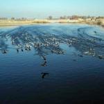 Turkey’s easternmost province ‘old haunt’ of birds