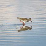 Turkey’s easternmost province ‘old haunt’ of birds