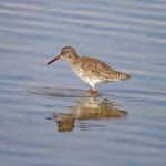 Turkey’s easternmost province ‘old haunt’ of birds