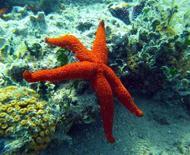 Life in İzmir’s gulf improving for sea creatures