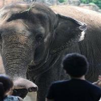 Young child mauled to death at US zoo - World News