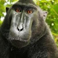 Monkey selfie copyright dispute - Wikipedia