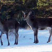 Red deer population rising