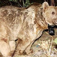 World’s first migrant bears in Turkey’s Sarıkamış