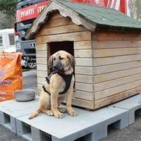 Puppy famed for being rescued from well in Istanbul after 10 days falls ...