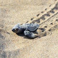 Half-million baby turtles reached sea in 2017: Ministry - Türkiye News