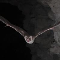 I want to drink your blood: Vampire bat's genetic secrets revealed