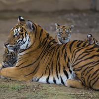 Lion, tiger cubs meet visitors at Kayseri zoo