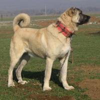 Kangal dog sale weight