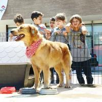 Schools in Trabzon’s Ortahisar to look after strays dogs as part of ...