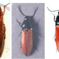 Sisinghari Insect New insect species discovered in Balıkesir