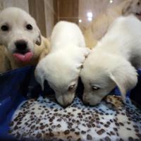 Purebred Turkish shepherd dogs in high demand