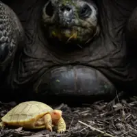 Rare albino Galapagos giant tortoise born in Swiss zoo