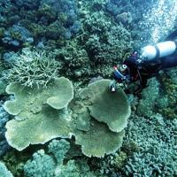 Scientists try to bolster Great Barrier Reef in warmer world