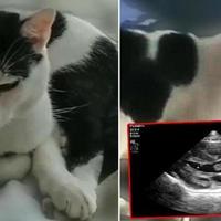 Heart valve tumor detected in cat, first time in world - Türkiye News