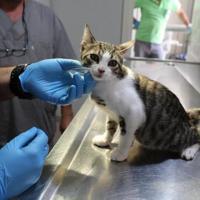 Only about 900,000 pets registered in PETVET system - Türkiye News