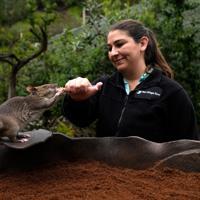 Rat ambassadors show off abilities to help